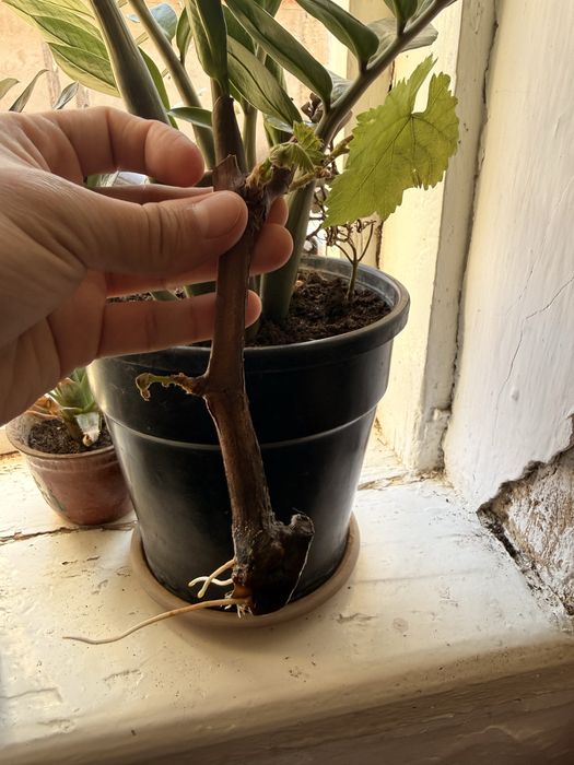 Жүзім көшет, виноград саженсы