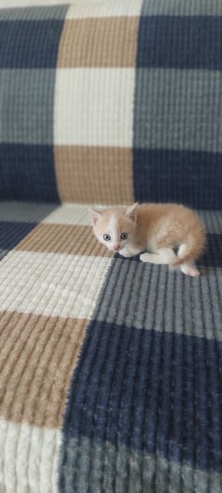 Котята малышыыыы