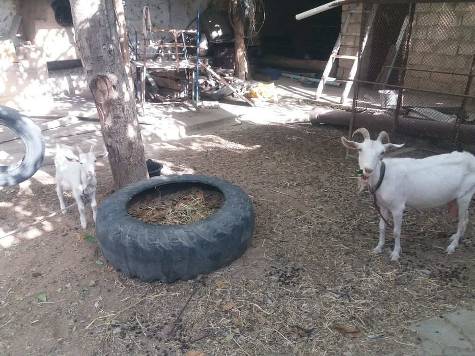 Kichkintoyni juda katta siki bilan sikadi