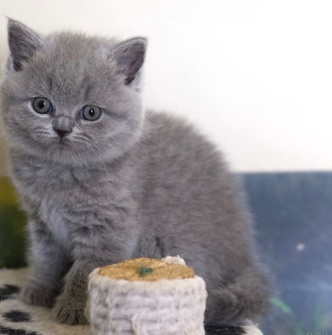 Британские котята резерв