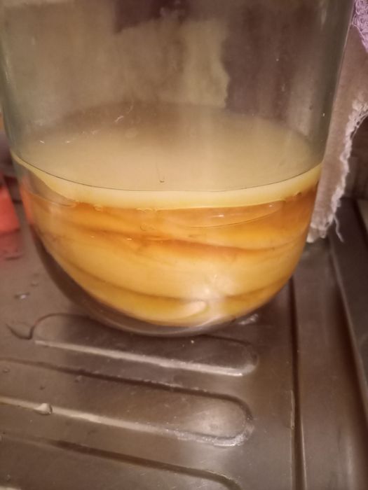 Продам чайный ГРИБ