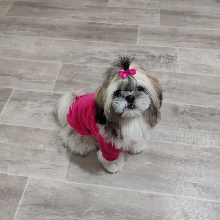 Ши-тцу, девочка 2,5 года ищет пару.