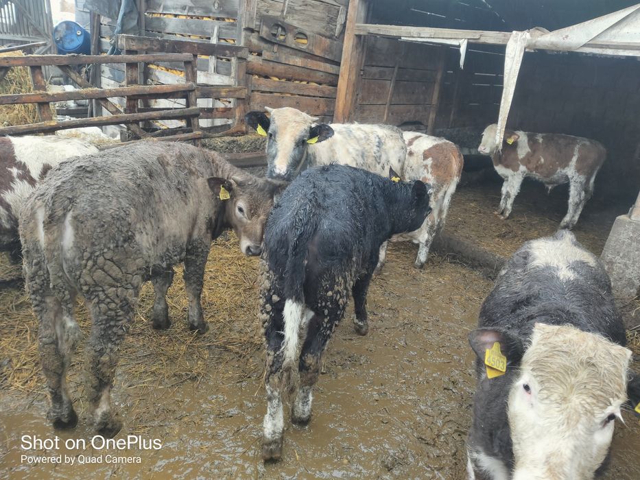 Vind.taurasi și vitele