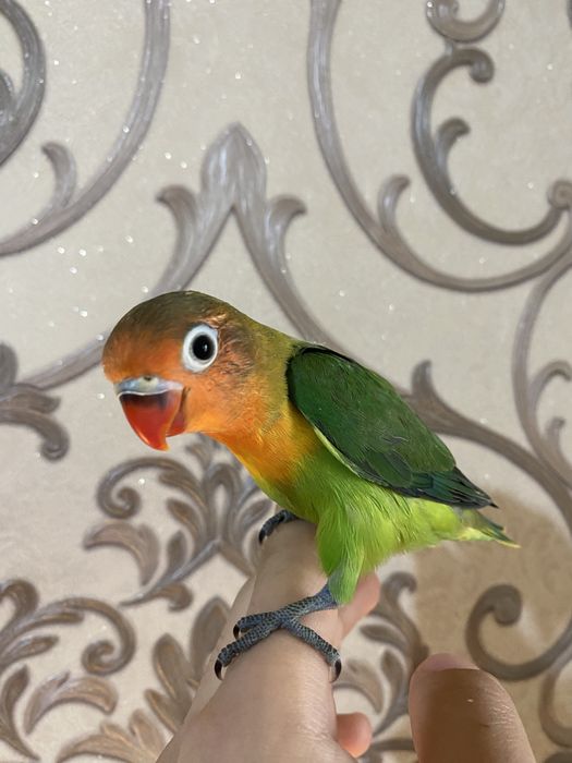 Ruchnoy toti sotiladi