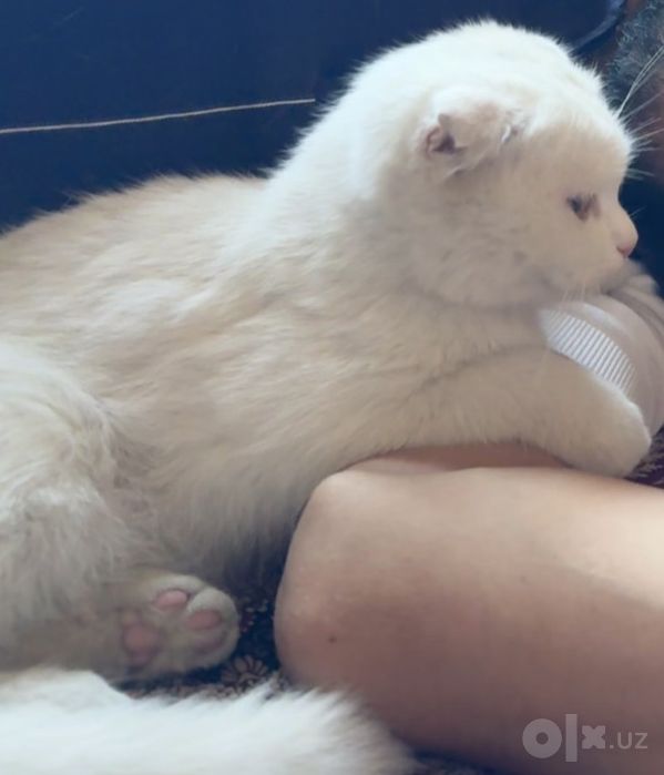 Котенок Скоттиш Фолд белого окраса
