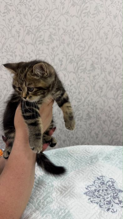 Продается котик шатландский прямоушка