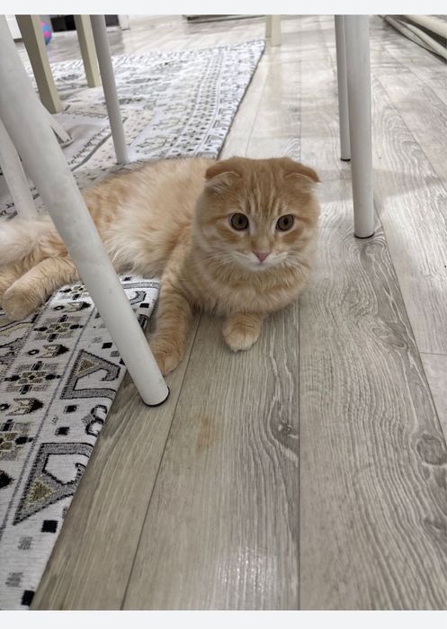 Продается породистая кошка