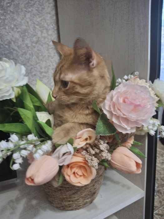 Отдам котика в добрые руки