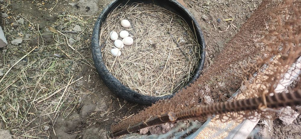 Товук 18 та 2 индук