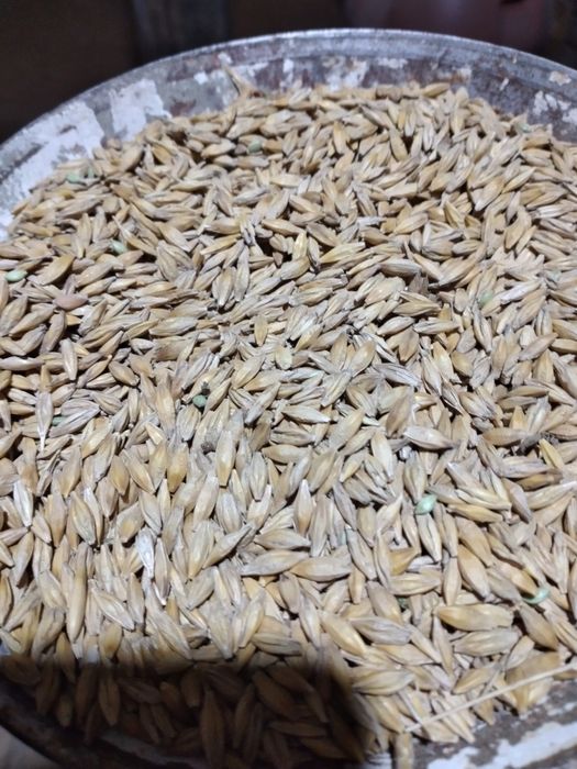 Vând diverse cereale