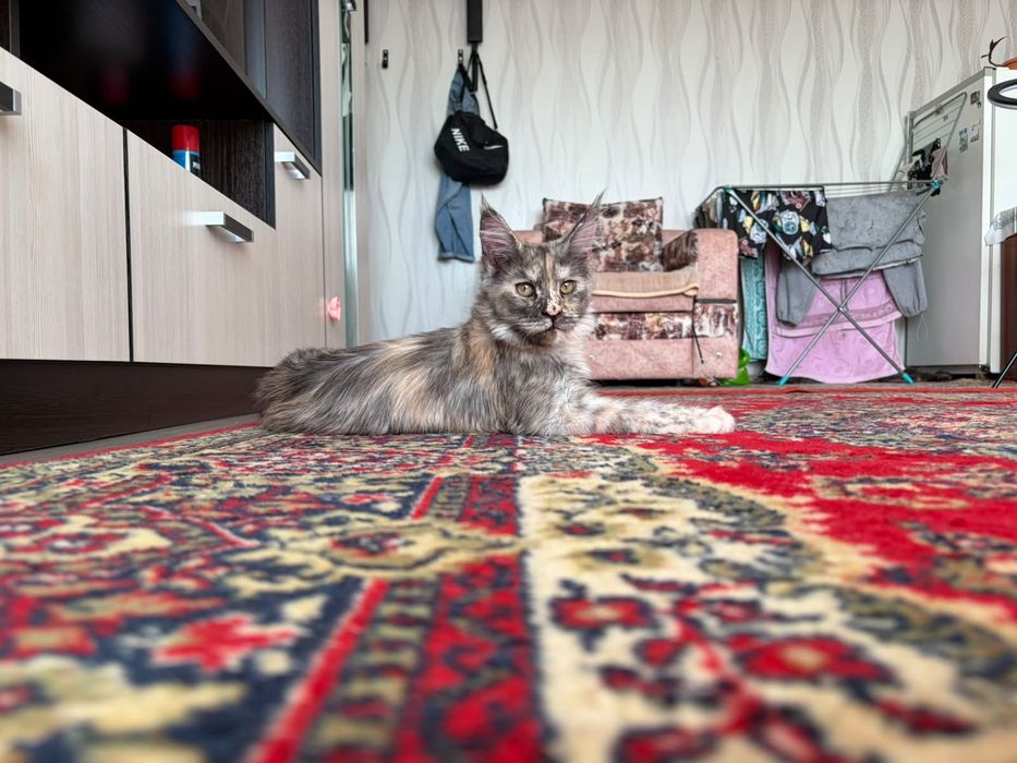 Продажа котят Мейн кунов