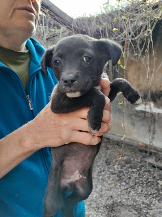 Щенки в добрые руки
