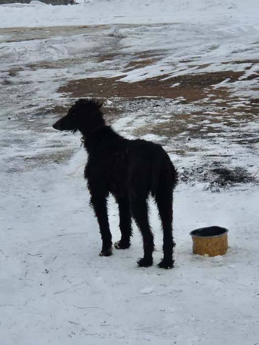 Продам тазы 1,6 год