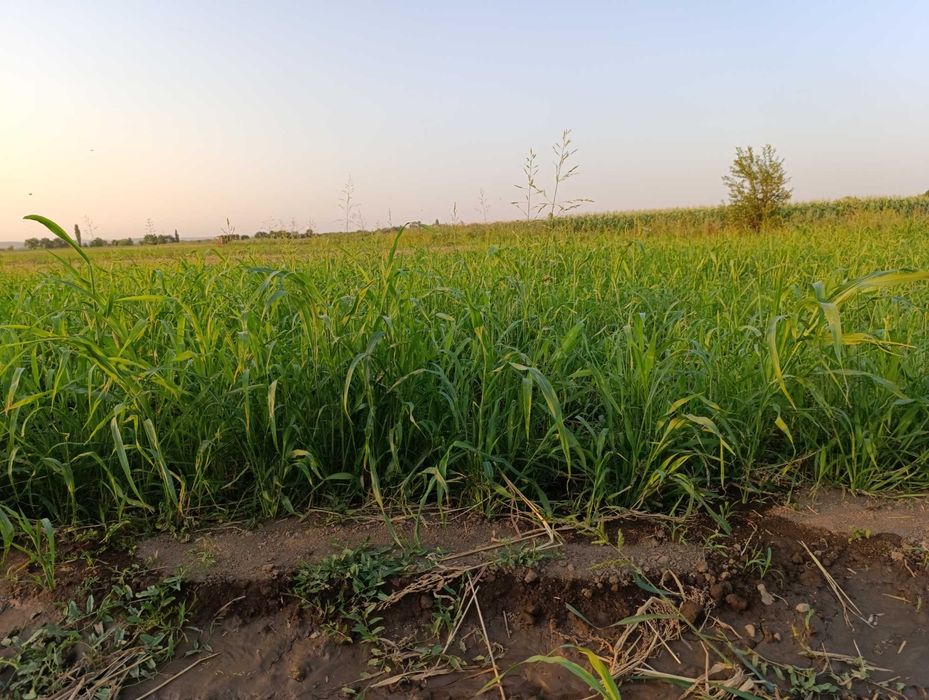 Суданка шөп.   .