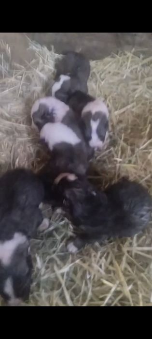 Күшік сатылады линия бар