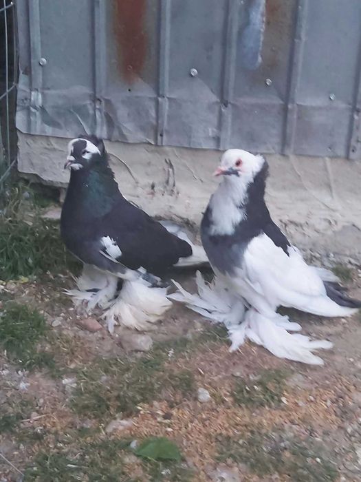 Porumbei de vanzare