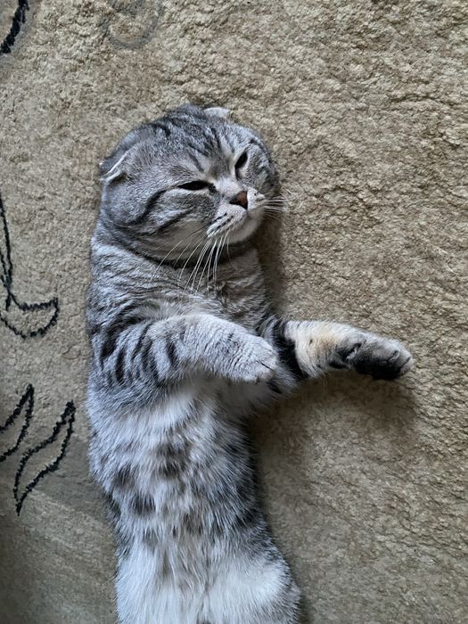 Вислоухий кот на вязку