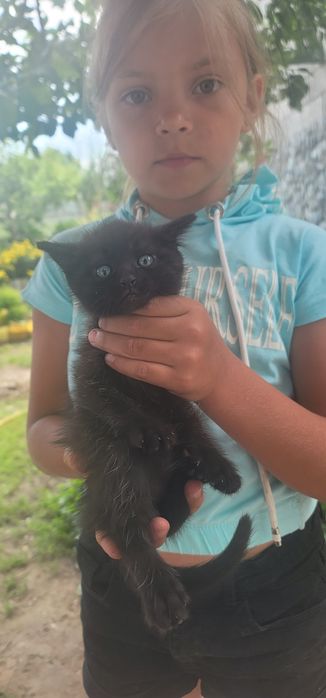 Котята в добрые руки.
