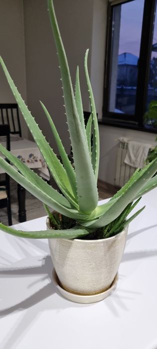 Алое, комнатное растение