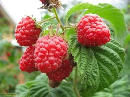 Промоция ФАНТАСТИЧЕН РАЗСАД Малини и Ягоди от Производител