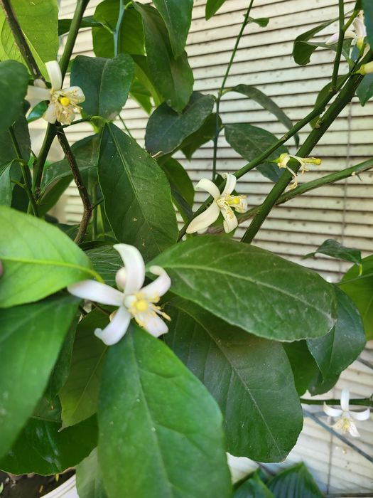 Продам лимонное дерево