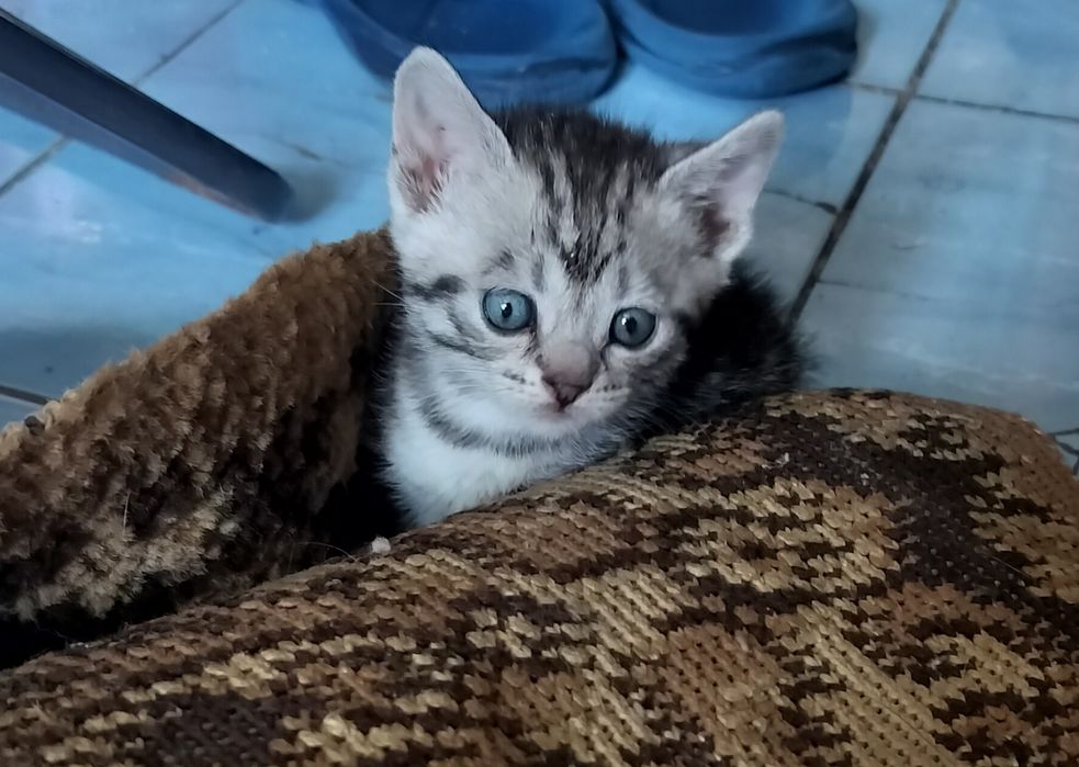 СРОЧНО!! Отдам котят в добрые руки!!