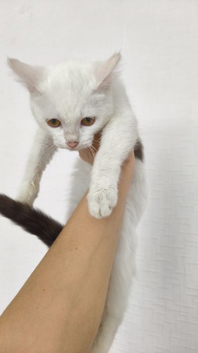 Отдам в добрые руки котёнка