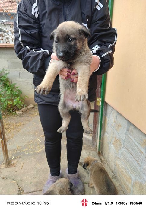 Продавам Малиноа кученца