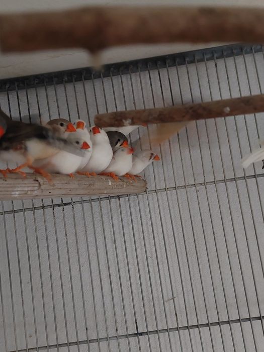 Zebre  Australiene și peruși