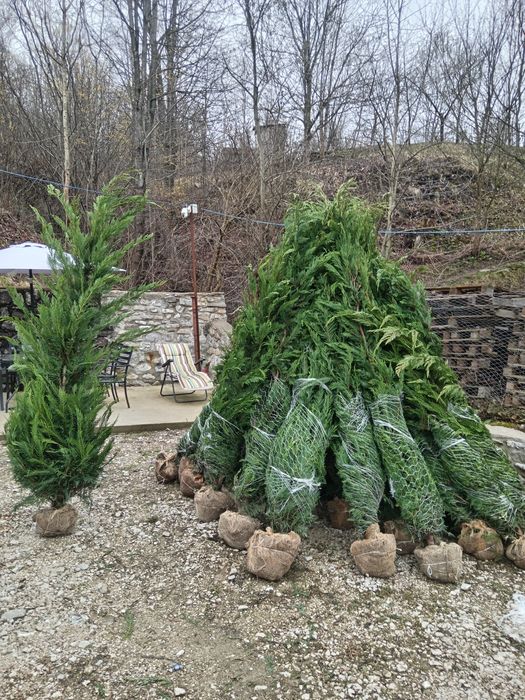 Chiparos Leylandii GIGANT!!