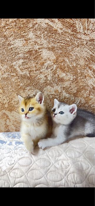 Продаются шикарные котята шиншилла