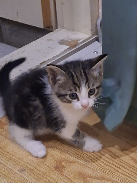 Отдам в хорошие руки котята