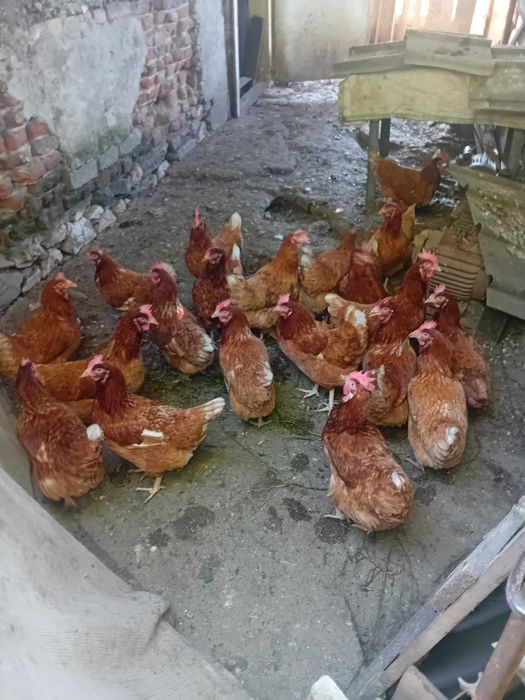 Различни породи зайци
