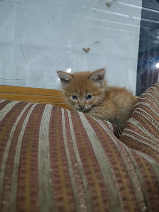 Дарю рыженький котят