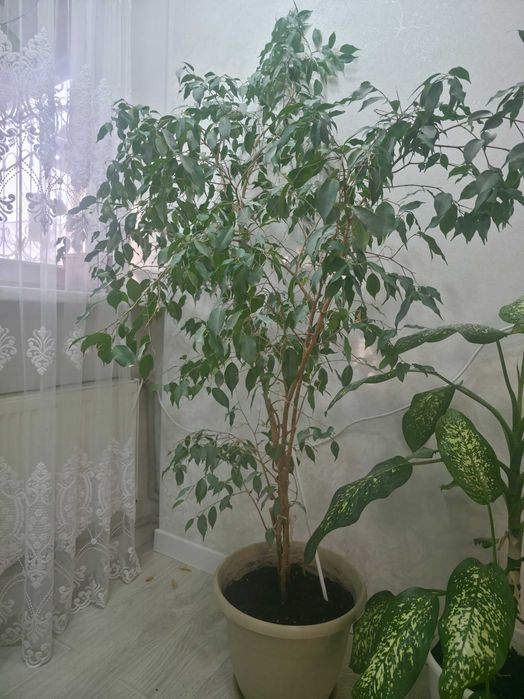 Комнатный цветок