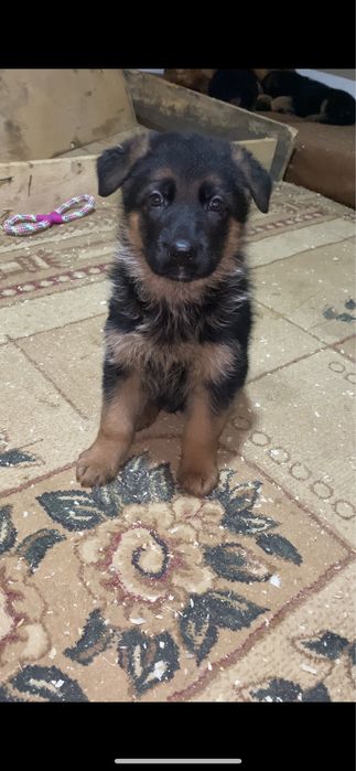 Щенки немецкой овчарки