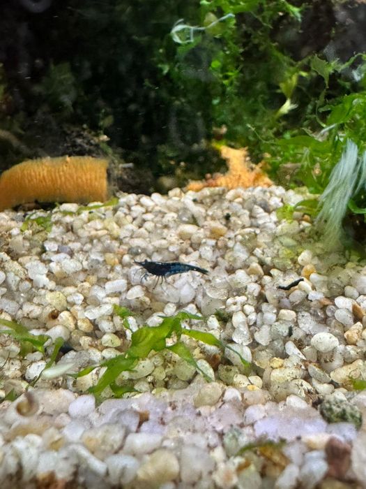 Creveti blue dream neocaridina acvariu