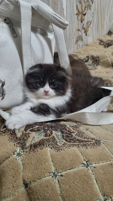 Продаётся котенок