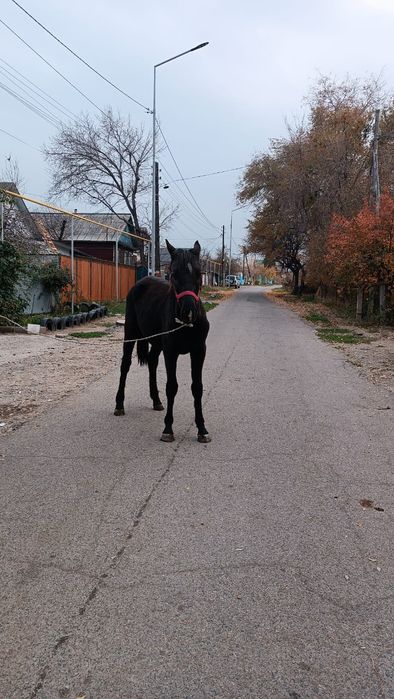 Продам жеребца 1.5 года срочна