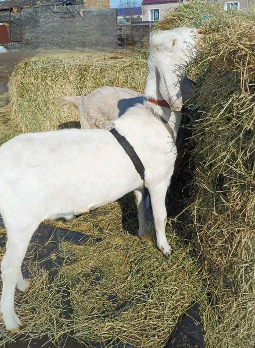 Продается козёл с хорошей генетикойй