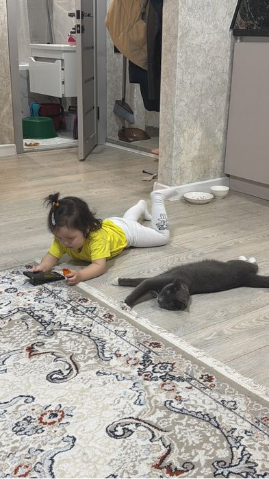 Отдам котика в хорошие руки