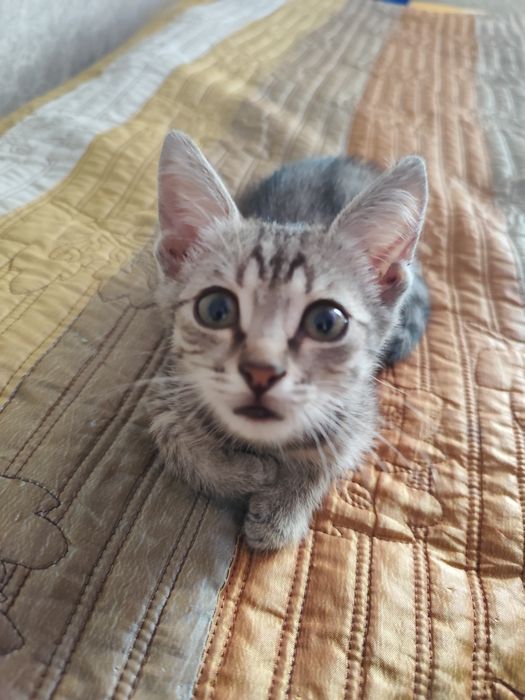 Котенок в добрые руки