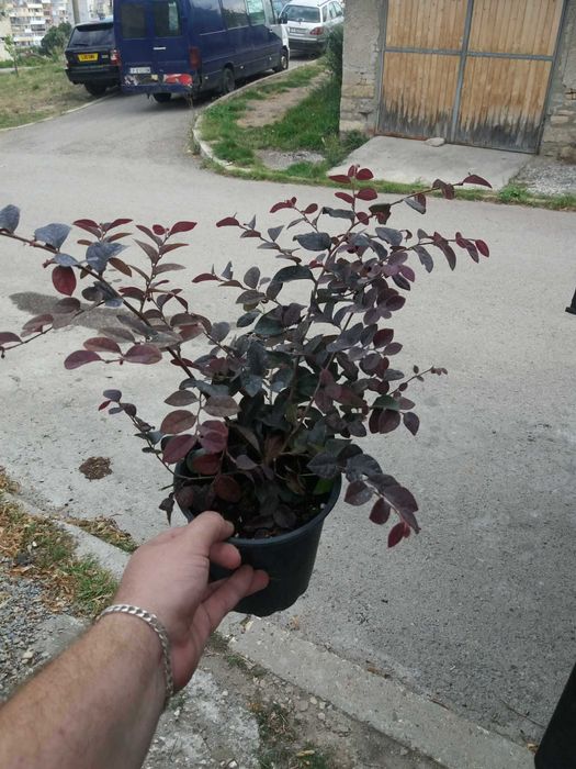 Лоропеталум/ Loropetalum - червен