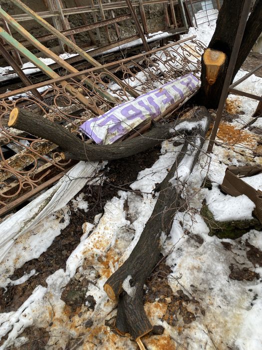 Деревья и ветки бесплтано