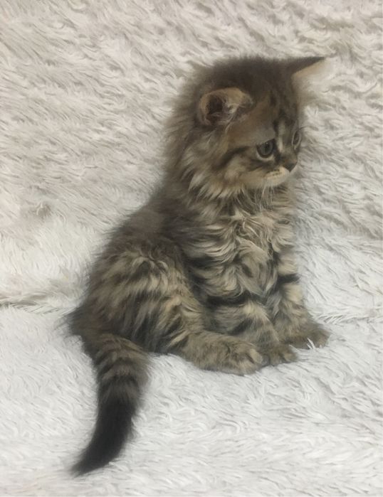 продается упитанный и воспитанный медвежонок