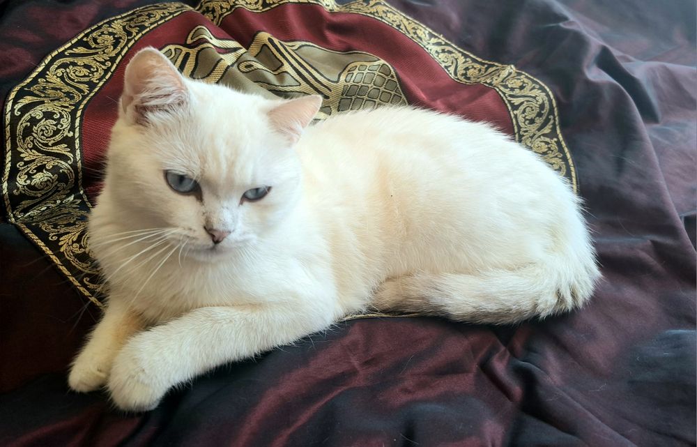 Котенца шотландски/британски