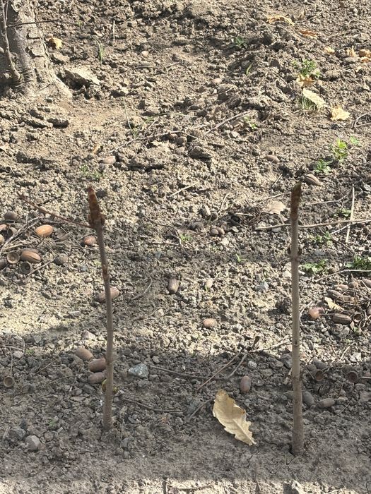 Саженцы каштаны