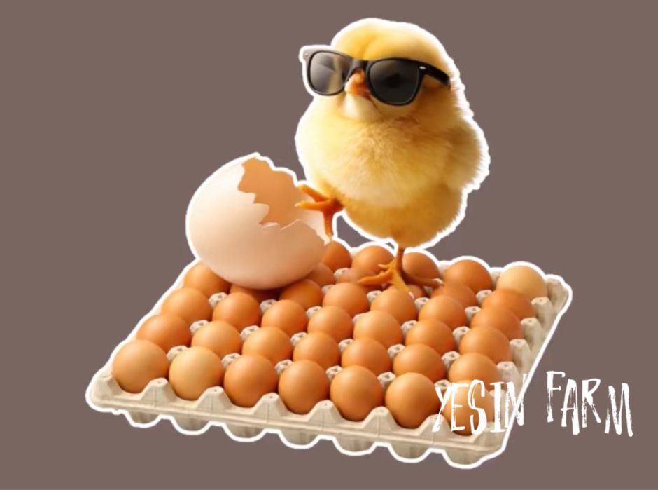 Ломан браун инкубационные яйца несушки – отличный результат