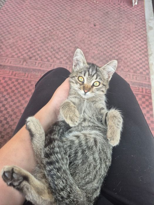 Отдам котят в хорошие руки