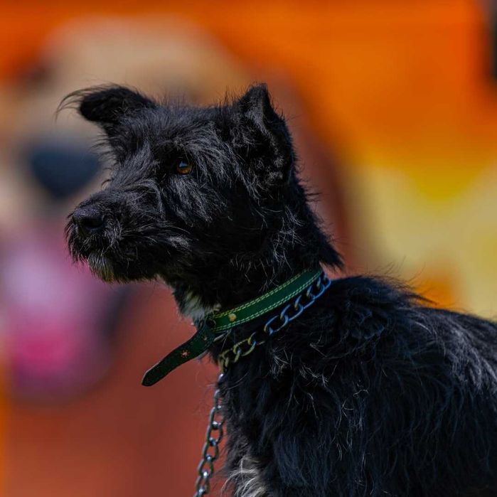 Собака (2 года) в добрые руки